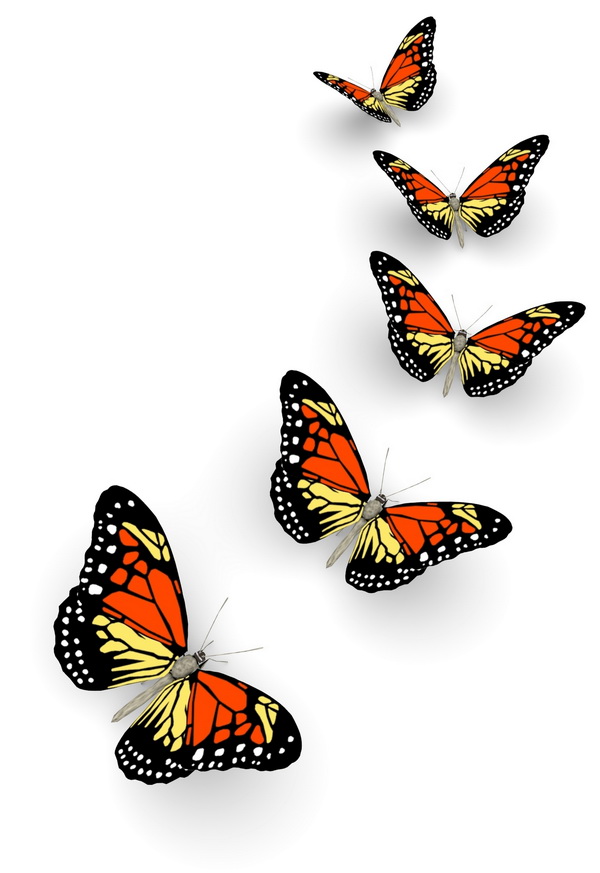 butterfly 13101 (3.0Х4.0)